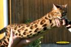 Extrem anhängliche Bengalkatzen Bengalen der neuen Generation mit großen Rosett